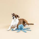 Brown and white dog lies by the Long Time No Sea Earth Friendly Dog Toy, gazing curiously at the camera.