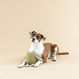 A brown and white dog lies with the green I Jump Around Earth Friendly Dog Toy on a plain beige background.