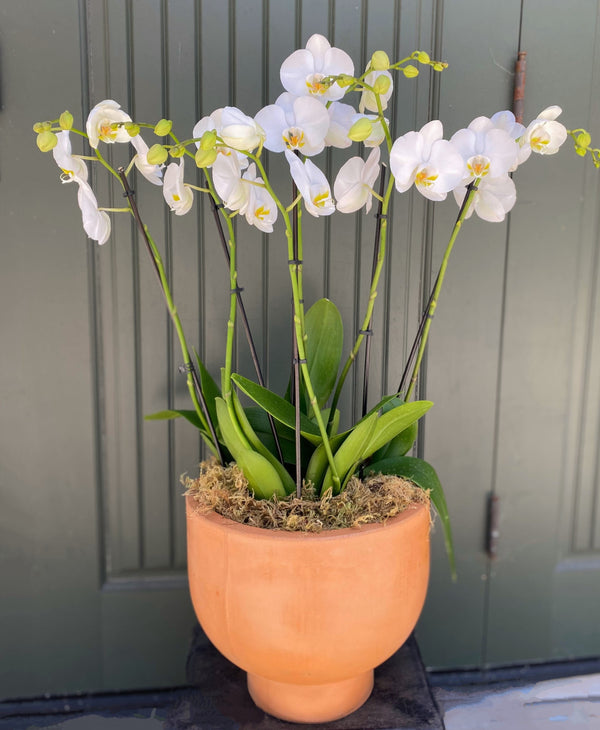 Grand Potted Orchid Arrangement