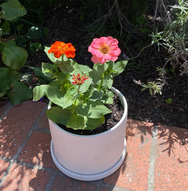 zinnia flower pot