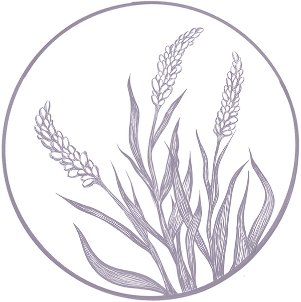 Lavender Plant (Coming Soon)