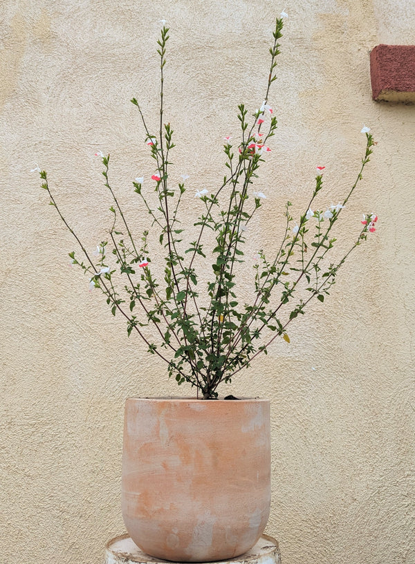 Pink & White Sage - Salvia microphylla