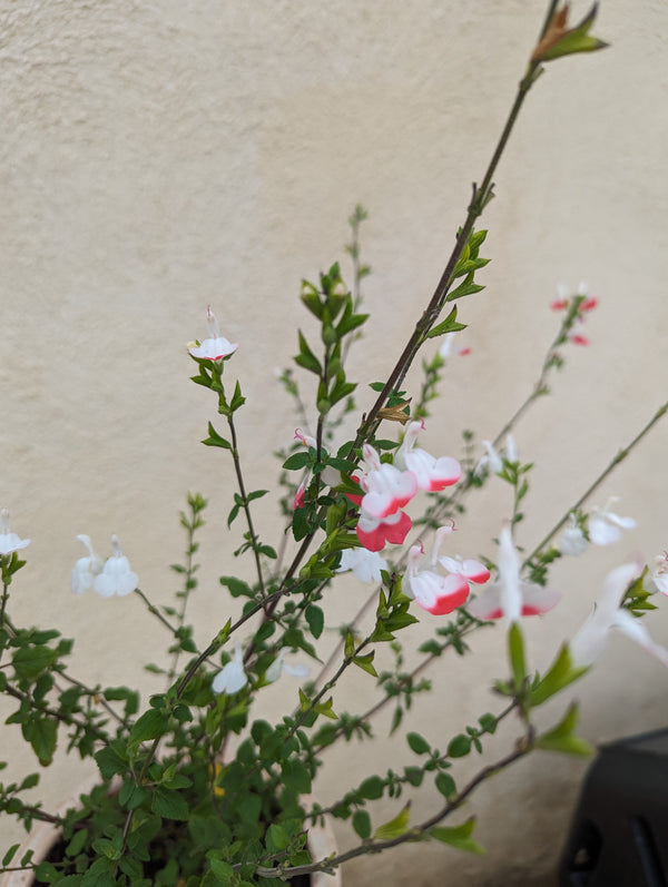 Pink & White Sage - Salvia microphylla
