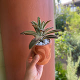 A hand holds a Terra Cotta Squiggle Potted Succulent with fuzzy leaves and white pebbles in a small brown and beige pot, set against a blurred green outdoor background.
