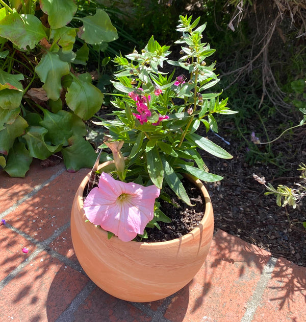 Petunia Darling Flower Pot