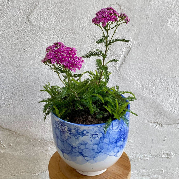 Cerise Queen Sky Flower Pot