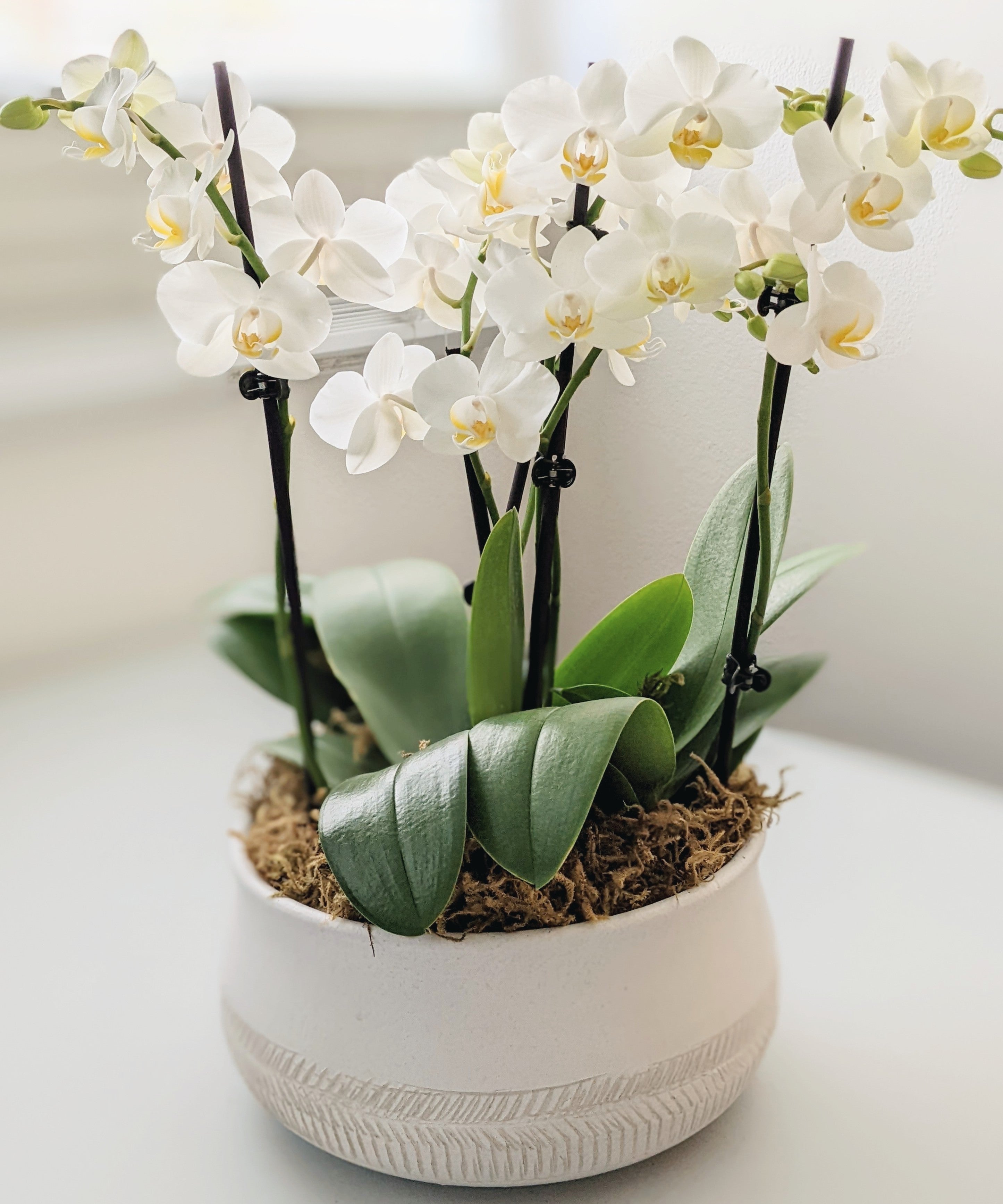 large orchid plant pot Centerpiece Potted Orchid Arrangement for Delivery – Santa Barbara Company