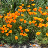 California Poppy Seed Grow Kit