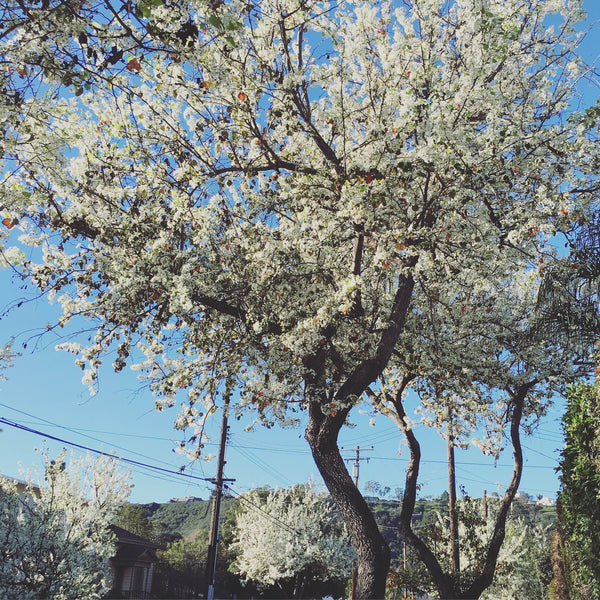 White Blossoms of the Evergreen Pear (Pyrus Kawakaimii)