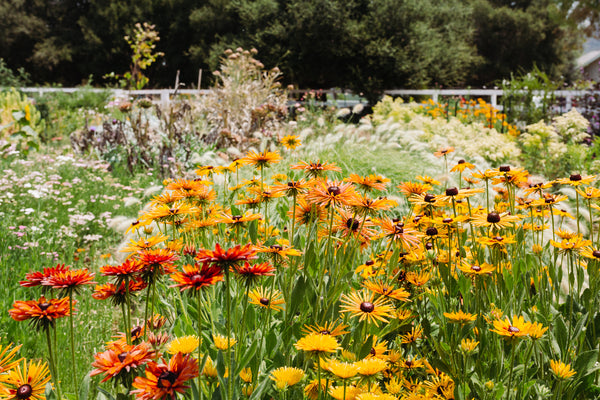 Local Flowers From the Starter Farm