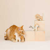Orange cat with Having a Wild Time Earth Friendly Cat Toy Set—plush giraffe, zebra, and lion on cream background.