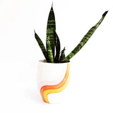 A snake plant with tall green leaves is potted in the Cali Rainbow Handmade Pot, featuring orange and yellow wavy lines, creating a charming home decor accent against a plain white background.