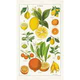 Kitchen towel featuring an illustration of various citrus fruits including lemons and oranges on a white background.