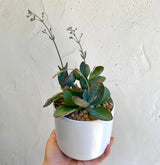 A hand holds the Cora Succulent Planter in White, featuring a 4" wide pot with a succulent of green, red-speckled leaves and tall, thin stems topped with small buds, set against a textured white wall background.