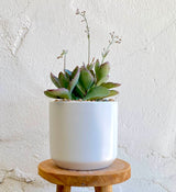The Cora Succulent Planter in White, 4" wide, holds a charming succulent with purple-edged leaves and sits on a wooden stool against a textured white wall.