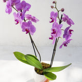 Orchid in Cali Rainbow Handmade Pot with two tall purple stems, broad leaves, and a white backdrop.