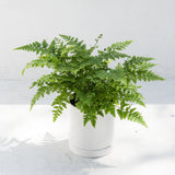 green live fern plant with white pot and saucer on a white background
