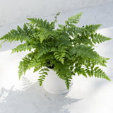 The Fern with Pot & Saucer sits on a sunny surface, casting striking leaf shadows from its white ceramic pot.