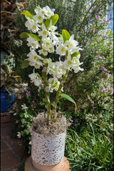The Potted Dendrobium Arrangement makes a stunning statement among lush green plants on a stool outdoors.