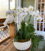 The Grand Potted Orchid Arrangement features luxury orchids and lush green leaves in a white ceramic pot, displayed indoors on a wooden table by a window with green shiplap walls.