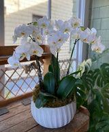 The Grand Potted Orchid Arrangement, featuring luxury orchids with lush green leaves and moss in a white ceramic pot, sits on a wooden table near a sunlit window, with another leafy plant visible in the background.
