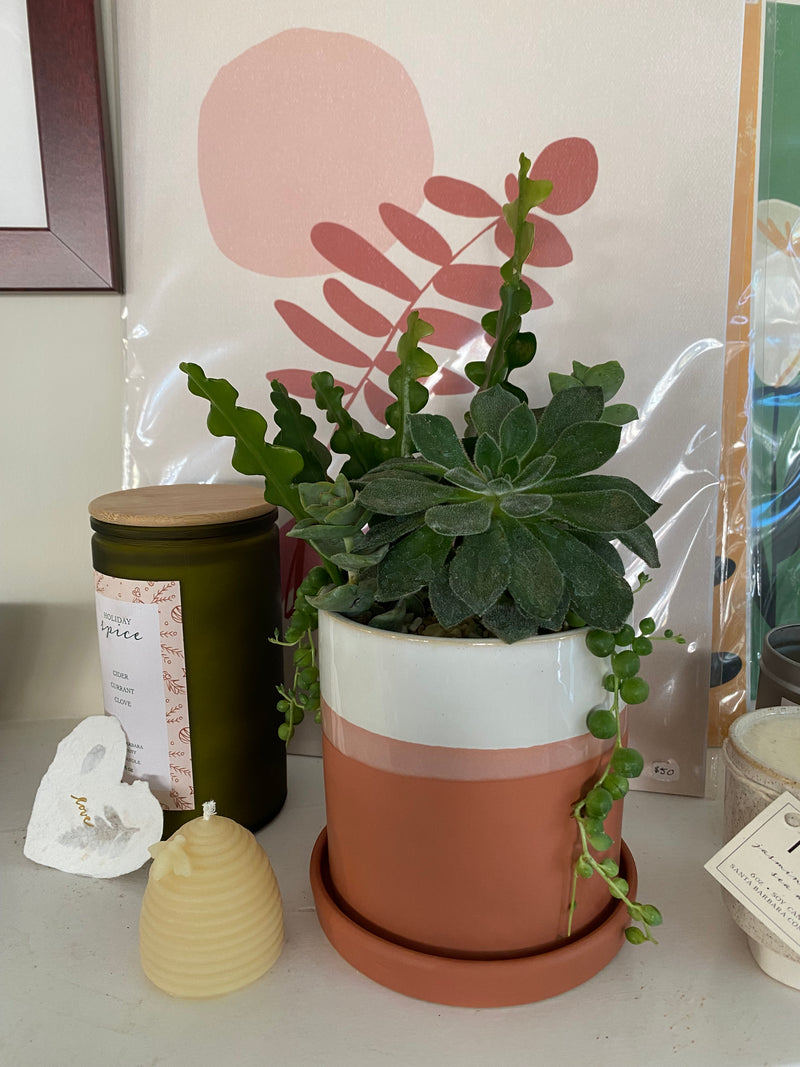Cora Succulent Planter