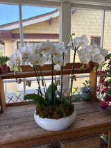 The Grand Potted Orchid Arrangement makes a perfect gift, displayed in a white pot on a wooden table by the window.
