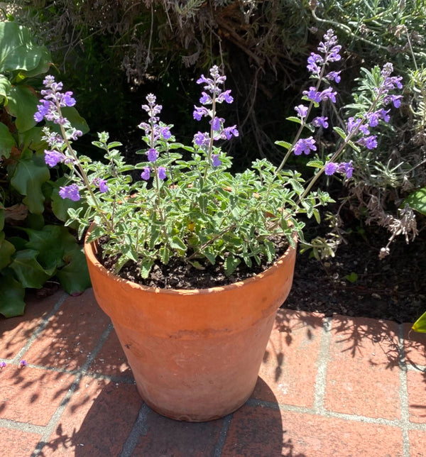 Blooming Catmint