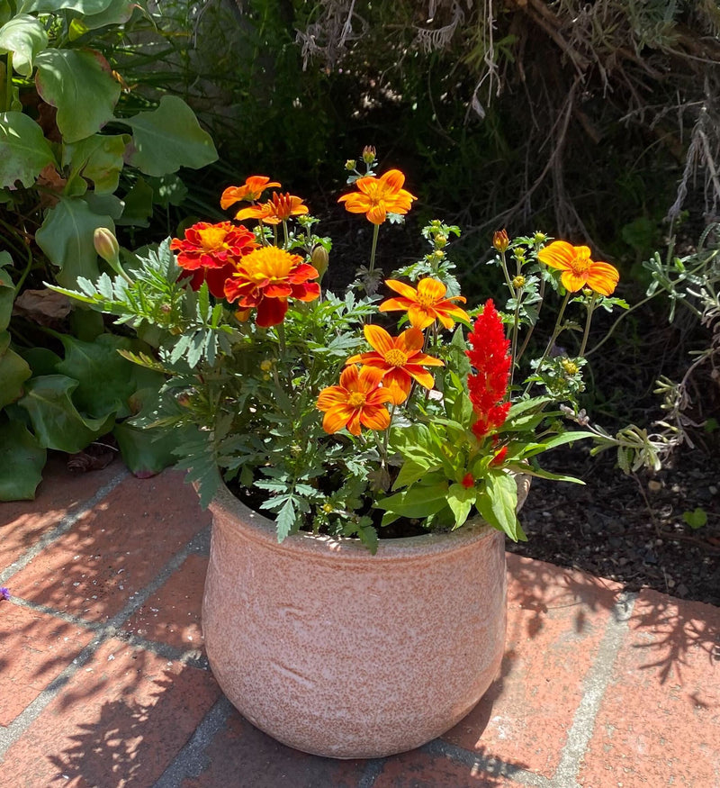 Sienna Sunset Blooming Flower Pot