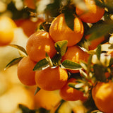 Sunrise Pixie Tangerine Marmalade is made from clusters of ripe tangerines, sun-kissed in Ojai, California.