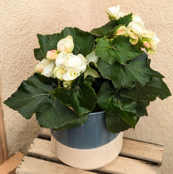 Clara Begonia Flower Pot