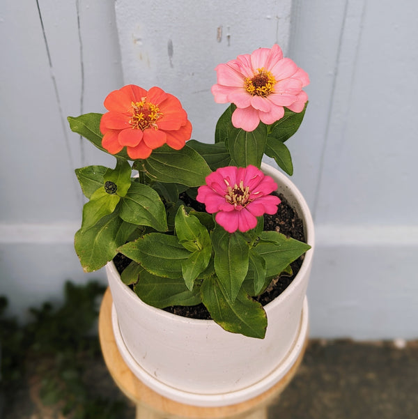 Zinnia Joyful Flower Pot & Saucer