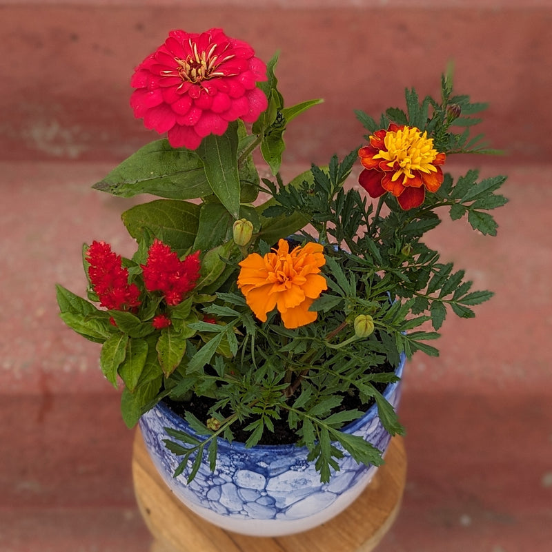 Sunset Sky Blooming Flower Pot
