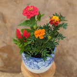 Sunset Sky Blooming Flower Pot