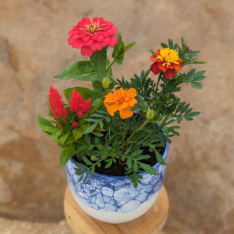 Sunset Sky Blooming Flower Pot