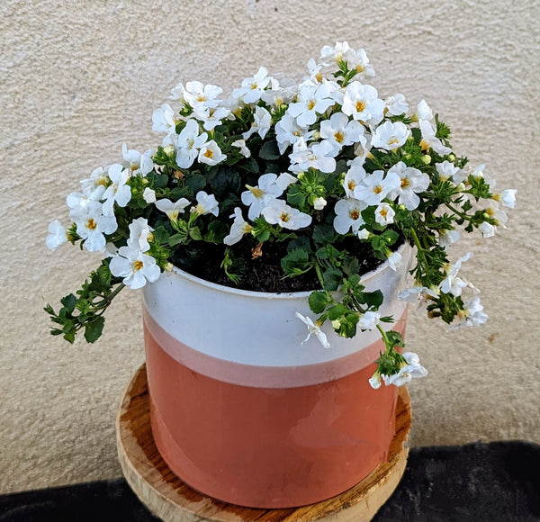 Sunshine Cascade Blooming Flower Pot