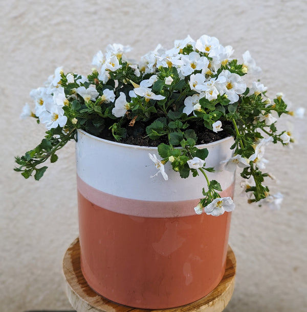 Sunshine Cascade Blooming Flower Pot