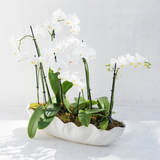 Shoreline Potted Orchid Arrangement: elegant white orchids with green leaves in a clamshell pot on white background.