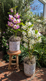 The Potted Dendrobium Arrangement features two vibrant orchids, perfect for adding outdoors on tile or a wooden stool.