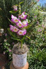 A Potted Dendrobium Arrangement with pink and white blooms sits on a stool amid green plants and purple flowers.