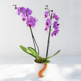 Orchid in Cali Rainbow Handmade Pot, displayed against a light background in bright natural light.