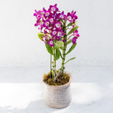 The Potted Dendrobium Arrangement boasts purple orchids in bloom, elegantly set in a ceramic pot on a white surface.