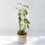 A potted white orchid plant with green leaves and white blossoms, set in a textured beige ceramic pot against a clean white wall and floor.