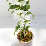 Potted Dendrobium Arrangement with lush green leaves—an elegant centerpiece or ideal gift for any occasion.