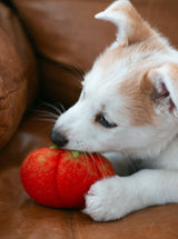 Heirloom Tomato wool toy, additional view