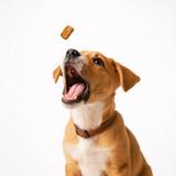 Brown puppy with open mouth looking up, catching Santa Barbara Souvenir Dog Treats - 5oz against a white background.