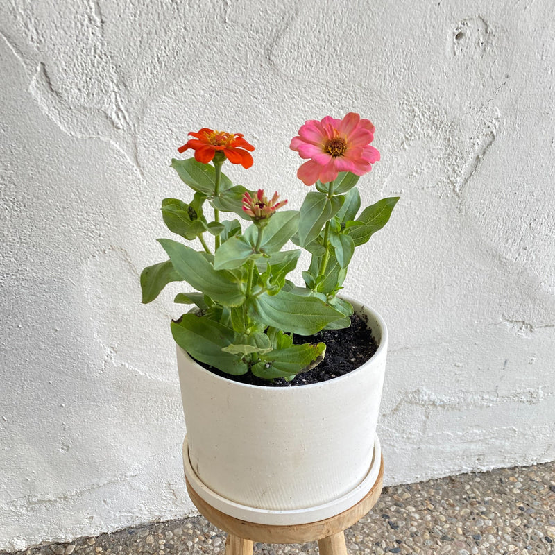 Zinnia Joyful Flower Pot & Saucer