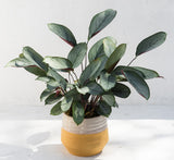 The Calathea Setosa Potted Indoor Plant is displayed in a ceramic pot on a white surface with a white background.