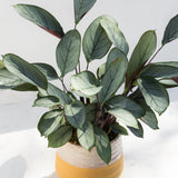 Calathea Setosa Potted Indoor Plant with broad green leaves in a ceramic pot; pet-friendly and stylish.