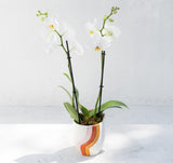 Orchid in Cali Rainbow Handmade Pot, featuring white blooms in a striped ceramic planter on a sunlit surface.